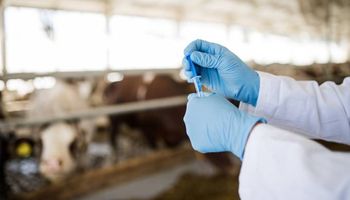Governo proíbe antimicrobianos usados para crescimento animal 