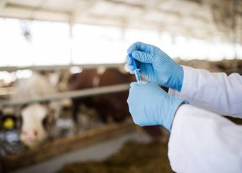 Governo proíbe antimicrobianos usados para crescimento animal 