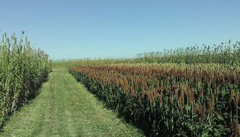 Producción de biocombustibles alcanzó máximo histórico