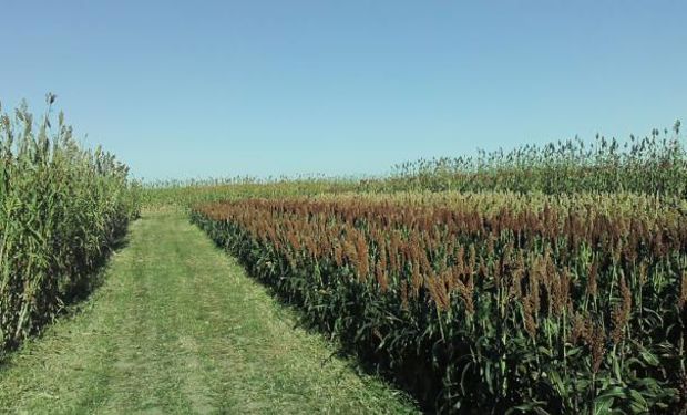 Producción de biocombustibles en Argentina registró máximos históricos.