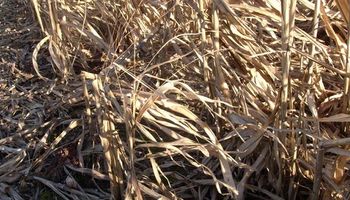Buscan producir bioetanol a partir de residuos de maíz y sorgo