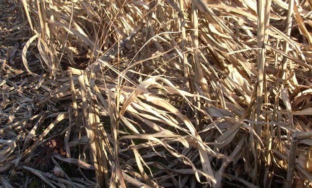 Buscan producir bioetanol a partir de residuos de maíz y sorgo