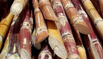 Sube el azúcar por el aporte de bioetanol a las naftas