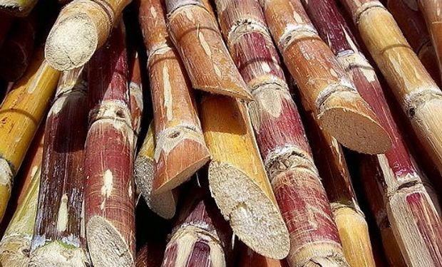 Sube el azúcar por el aporte de bioetanol a las naftas.