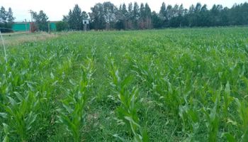 El INTA desarrolla un biofertilizante a partir de estiércol y residuos de una planta de biogás