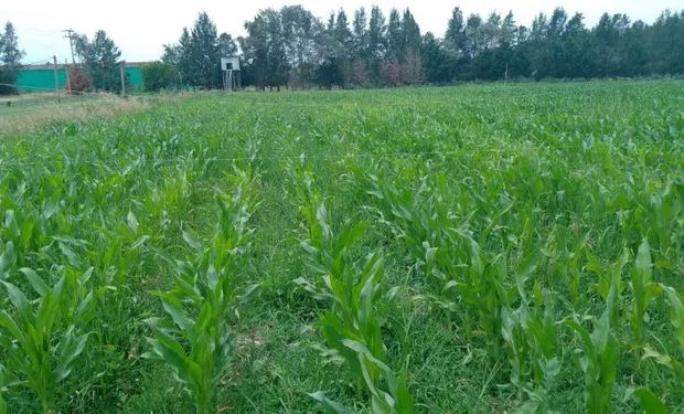 El INTA desarrolla un biofertilizante a partir de estiércol y residuos de una planta de biogás