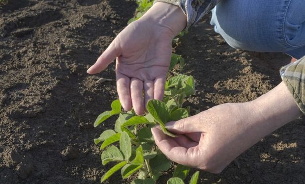 Entidades do agro consideram bioinsumos opção na redução das emissões de gases de efeitos estufa. (foto - Mapa)