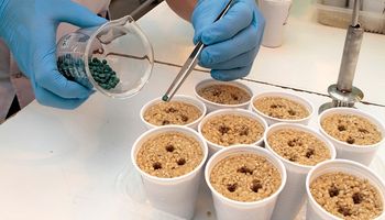 "Biologizando” a los químicos: casos concretos de complementación y el ejemplo exitoso de la Vicia villosa