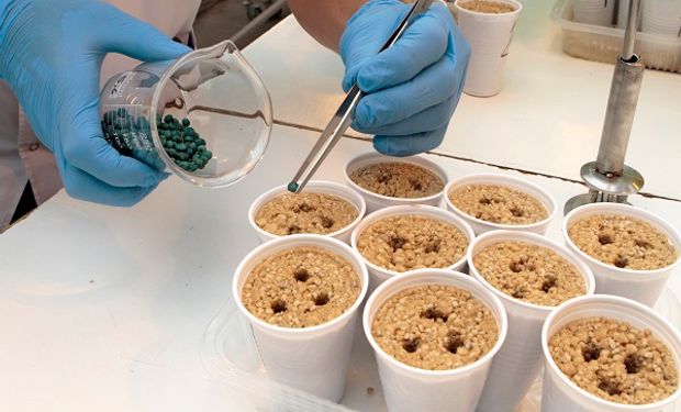 "Biologizando” a los químicos: casos concretos de complementación y el ejemplo exitoso de la Vicia villosa
