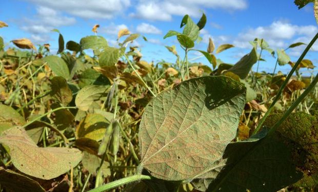 Productos combinados para soja: avanza la tecnología de biocontrol basada en enzimas con insecticidas