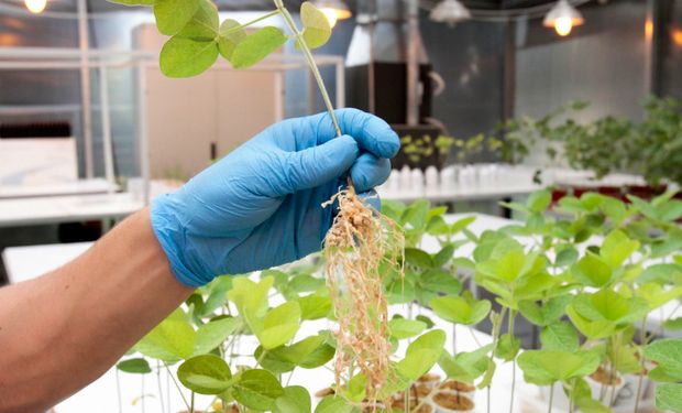 Inocuidad, efectividad y compatibilidad: los tres mitos de los bioinsumos