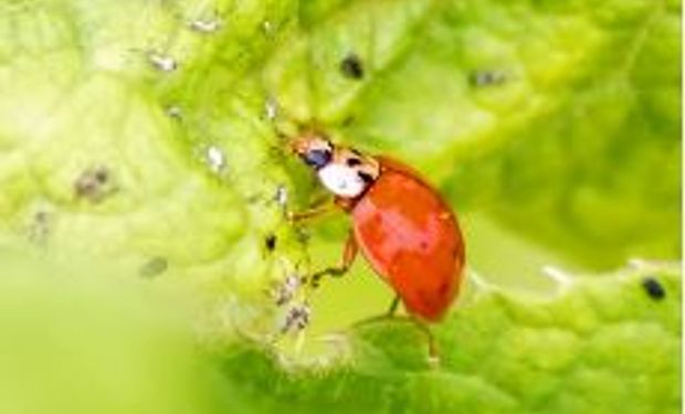 Mercado brasileiro de biológicos cresceu 35% em 2020. (foto - Croplife)