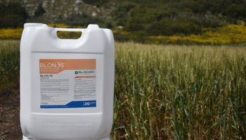 El insumo argentino de muy bajo costo que da hasta 500 kilos de trigo extra por hectárea: es sustentable, se puede aplicar junto a herbicidas y hay ensayos junto al INTA