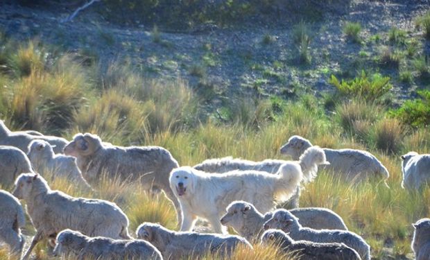 Investigadores del CONICET trabajan para posibilitar la coexistencia entre la producción de lana y poblaciones saludables de vida silvestre.