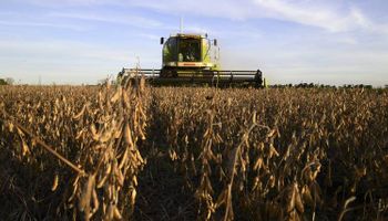 4 de cada 10 dólares exportados por Argentina en 2019 fueron generados por maíz, trigo y soja