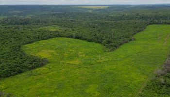 BNDES anuncia pacote verde de R$ 360 milhões em reflorestamento com empresas do agro