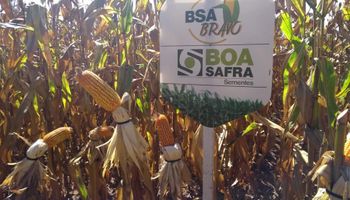 Boa Safra arrenda unidade da Syngenta Seeds em MG para ampliar operação no milho