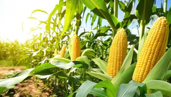 CropLife Brasil lança campanha Boas Práticas Agrícolas para promover o uso sustentável de tecnologias no campo