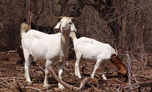 Caatinga apresenta uma grande diversidade de atividades agropecuárias, especialmente de agricultura familiar. (foto - Embrapa)