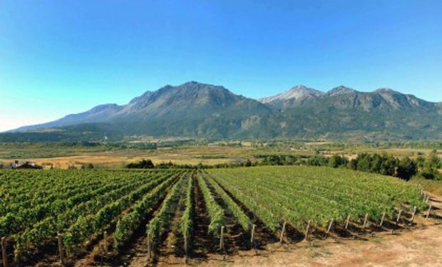 Crece tensión en sector vitivinícola