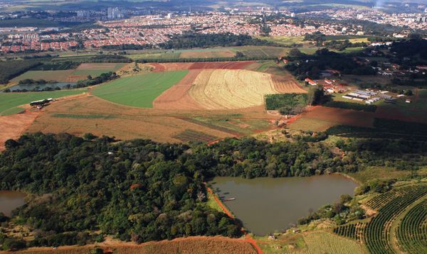 fazenda santa elisa germoplasma café