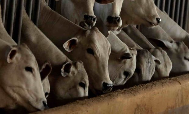 Rebanho de corte já conta com 12 mil animais, uma média de 2,5 a 3 animais por hectare