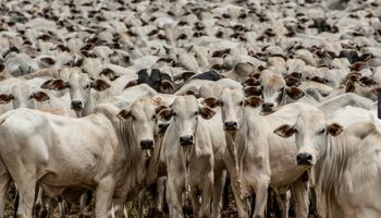 Exportação de carne bovina atinge recorde no primeiro semestre 