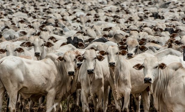 Exportação de carne bovina atinge recorde no primeiro semestre