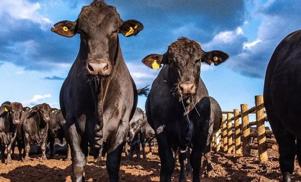 Brasil tem dia de alta generalizada nas cotações agropecuárias, com exceção do boi gordo