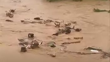 Fortes chuvas causam prejuízo, mortes e até arrastam bois