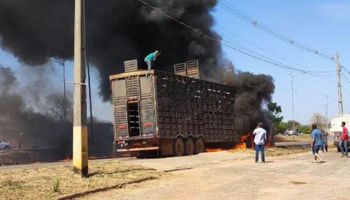 Caminhão carregado com bois pega fogo e animais fogem pelas ruas de MT 