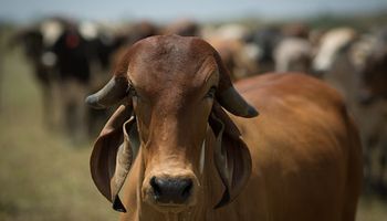 Carne bovina: cotações sobem com retomada da exportação para a China