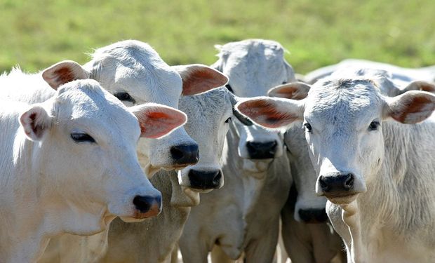 Preço da arroba bovina segue no vermelho em fevereiro