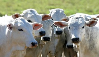 Pecuária brasileira conquista novo mercado para exportação de extrato de carne bovina