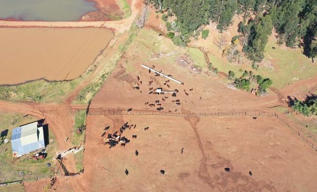 PF identifica contrabando de 5,7 mil bovinos da Argentina