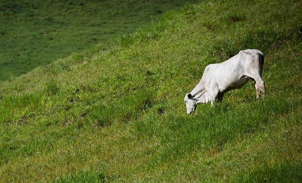 Pecuaristas seguram boi no pasto por menor cotação desde novembro