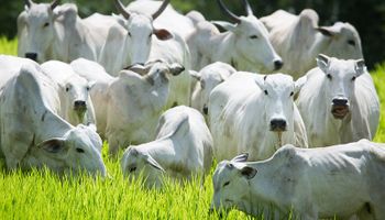 China paga menos pela carne bovina do Brasil desde junho