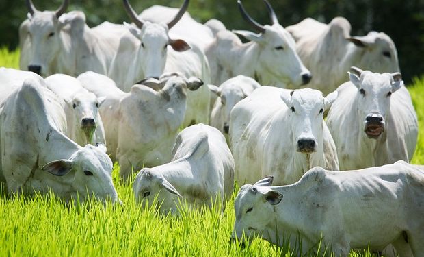 A pressão sobre os valores internos da arroba também se deve ao crescimento na oferta de animais para abate. (foto - Embrapa)