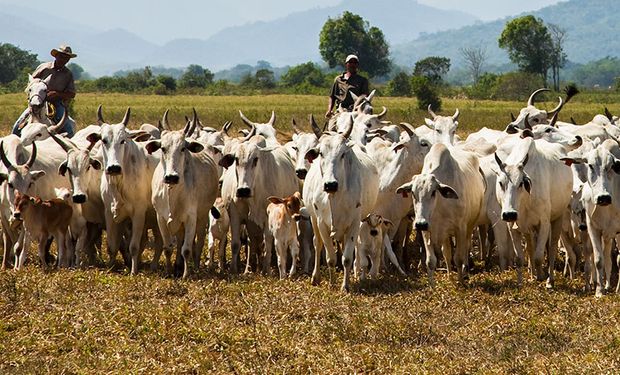 Preços do boi sobem antes do Carnaval com oferta restrita