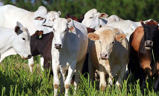 Em São Paulo, a arroba do boi gordo atingiu a faixa de R$ 350 na semana. (Foto: Gilson Abreu)