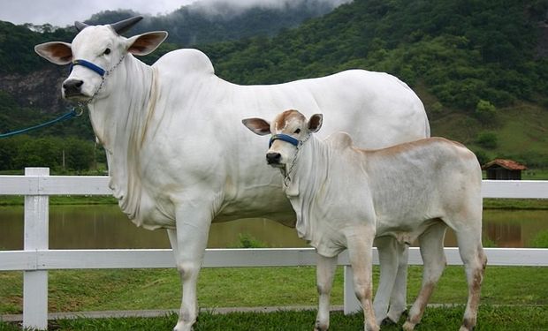 Brasil exportou 160,191 mil toneladas de carne bovina em janeiro, com média diária de 7,281 mil toneladas. (foto - divulgação)