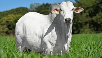 Boi gordo tem escalas mais confortáveis e demanda mais cautelosa