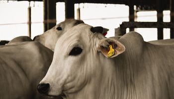 Mercado do boi gordo ganha ritmo em maio com expectativa pela Copa do Mundo