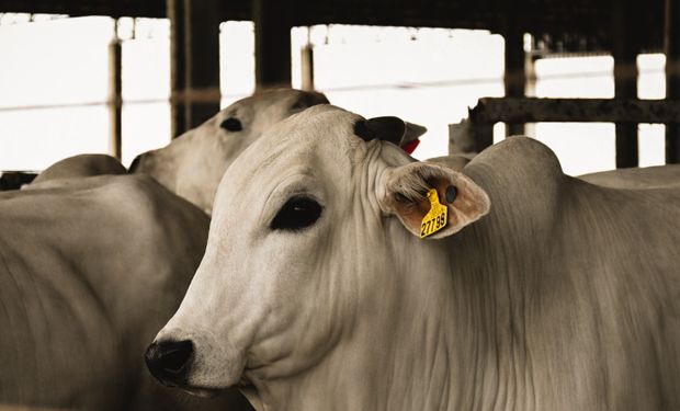 Mercado do boi gordo ganha ritmo em maio com expectativa pela Copa do Mundo