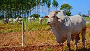 Oferta curta impulsiona alta do boi gordo
