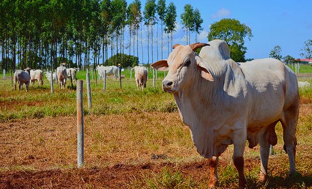 Oferta curta impulsiona alta do boi gordo