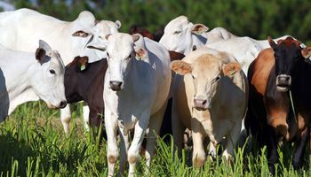 Oferta restrita de boi sustenta alta da arroba no Brasil