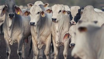 Restrição de oferta dificulta escalas e sustenta alta do boi gordo