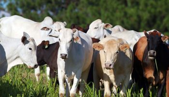 Boi gordo mantém preços firmes no Brasil com demanda forte em dezembro