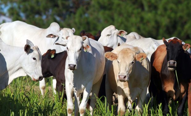 Boi gordo mantém preços firmes no Brasil com demanda forte em dezembro